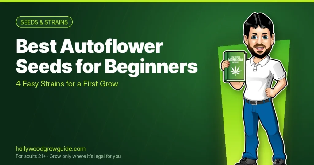 Hollywood beside the title “Best Autoflower Seeds for Beginners” on a Hollywood's Grow Guide graphic